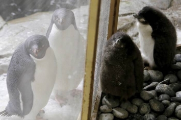 墨西哥瓜达拉哈拉动物园两只阿德利企鹅宝宝出生成拉丁美洲首例